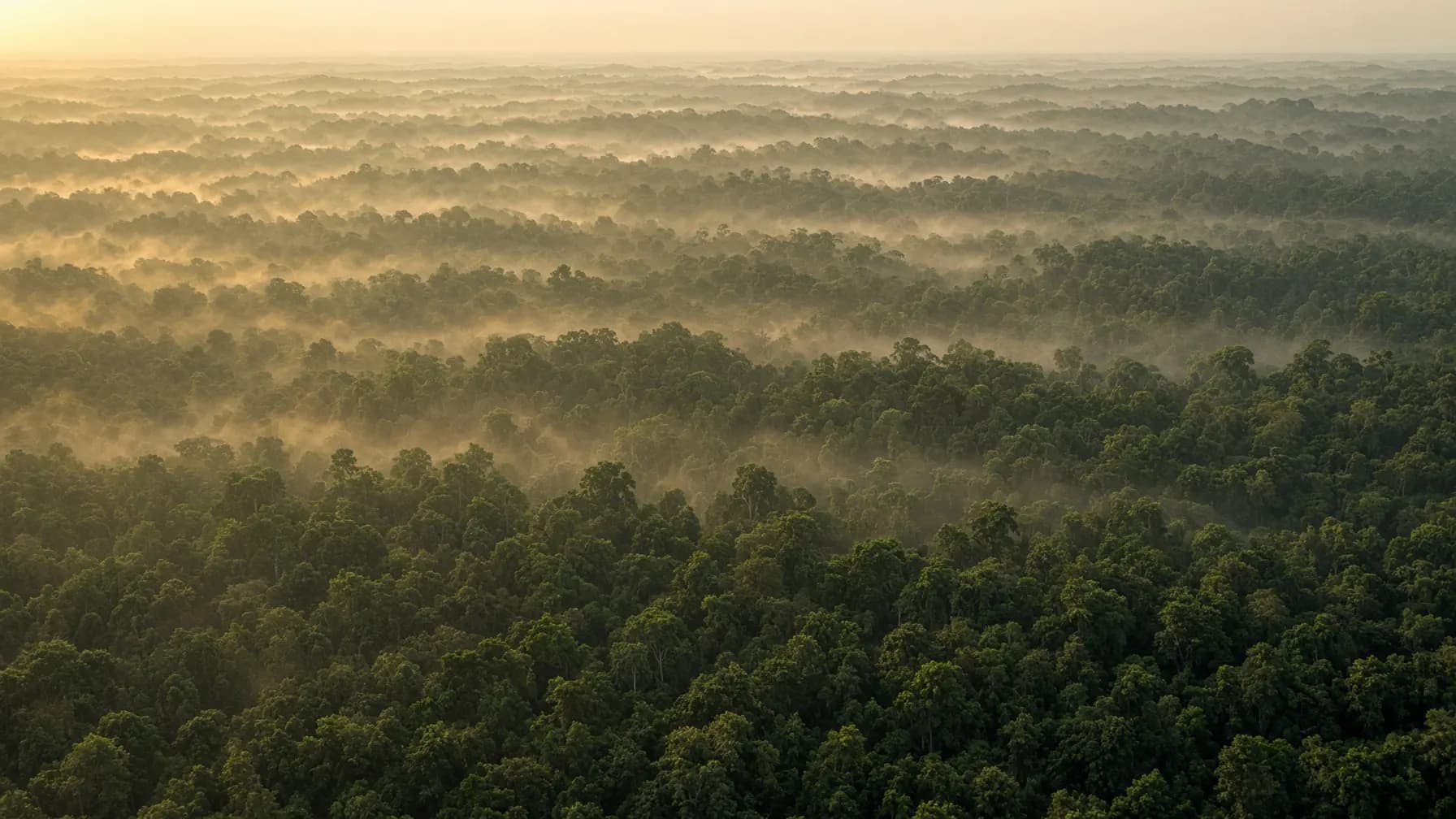 Aerial view of continuous forest at dawn, with the hectare grid overlaid